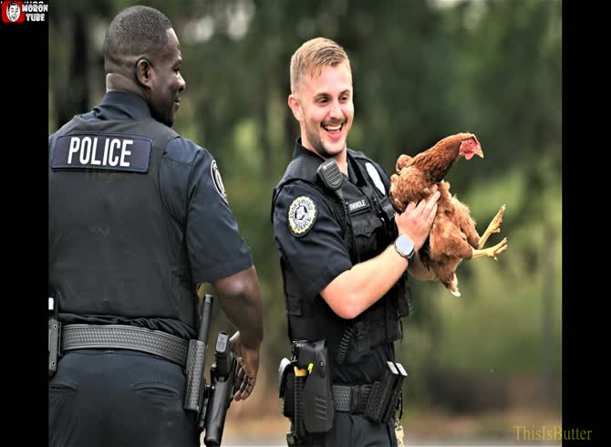 Video :An officer's amusing pursuit of a chicken